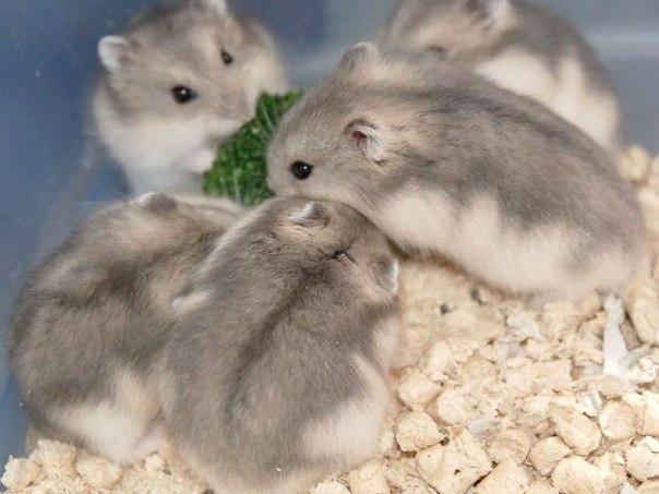 Породы хомяков | ЗооТом - продажа, вязка и услуги для животных в Кочкурово