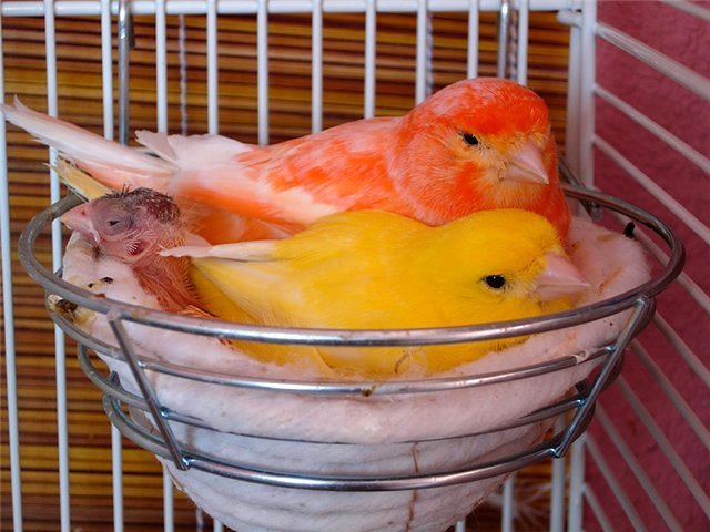 Содержание канареек и уход за ними в Кочкурово