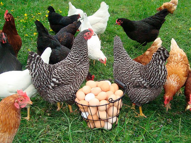 Содержание кур и уход за ними | ЗооТом - продажа, вязка и услуги для животных в Кочкурово