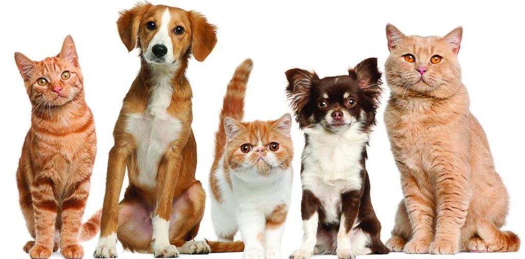 Доска объявлений о животных | ЗооТом - продажа, вязка и услуги для животных в Кочкурово