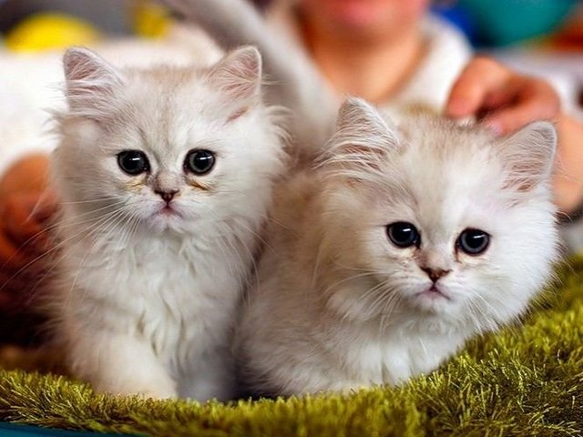 Породы кошек в Кочкурово | ЗооТом портал о животных