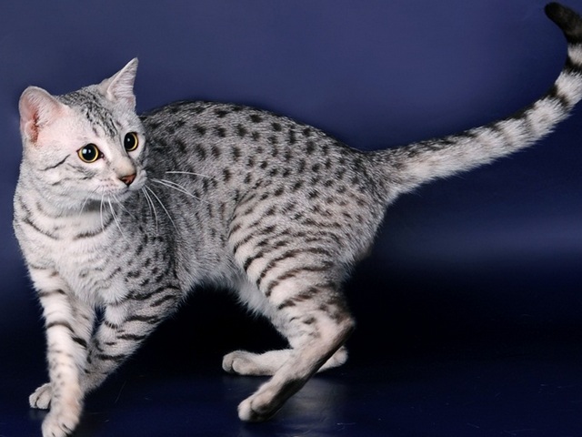 Породы кошек в Кочкурово | ЗооТом портал о животных
