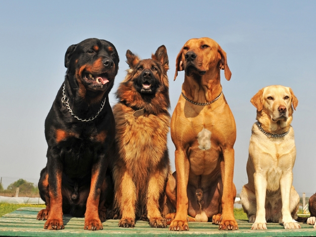 Крупные породы собак в Кочкурово | ЗооТом портал о животных